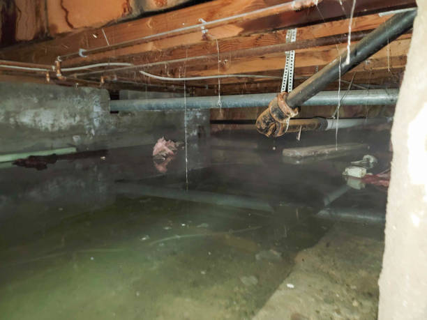 Best Flooded house restoration  in Glencoe, MN